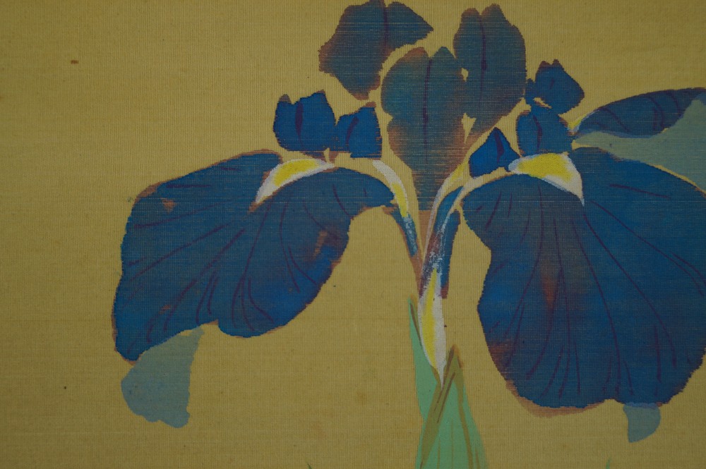 Schwertlilien Iris Motiv Nahaufnahme 1