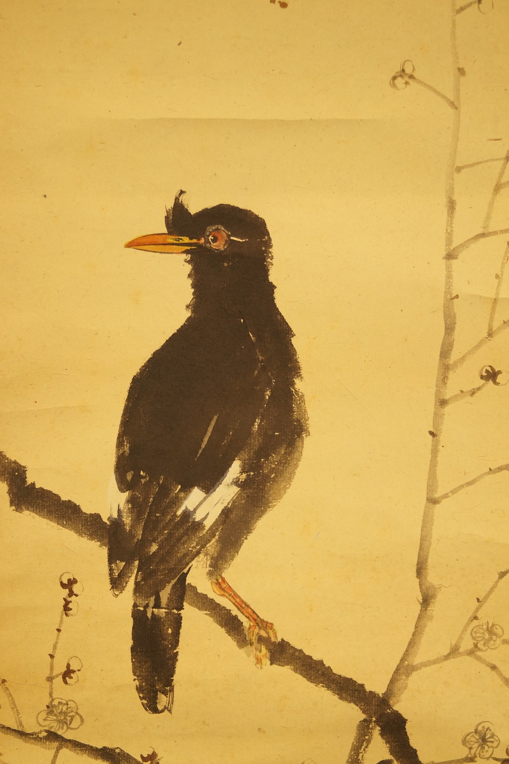 Kraehe auf einem Zweig Vogel Nahaufnahme 1