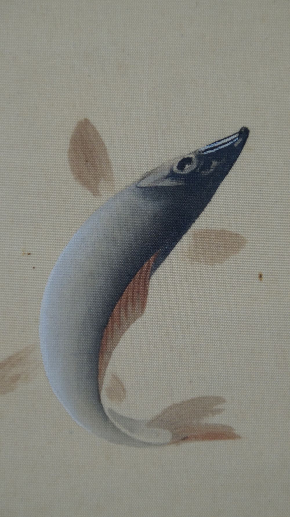 Extreme Nahaufnahme des springenden Ayu-Fisches mit fein gemalten Flossen im Kakemono Ayu-Fische in der Stroemung