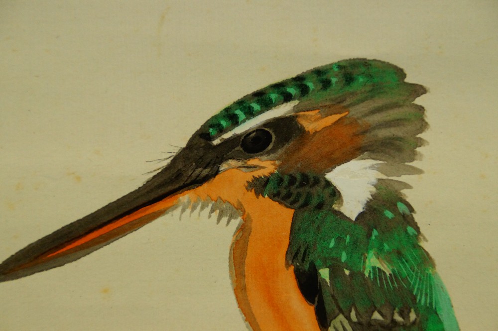 Eisvogel am Fluss von Daiya Eisvogel-Motiv Nahaufnahme 2