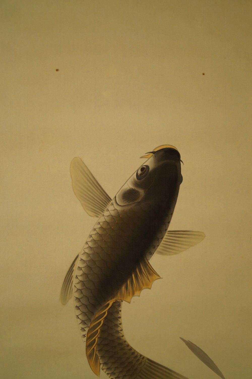 Springender Koi Kakemono Koi Motiv Nahaufnahme 1