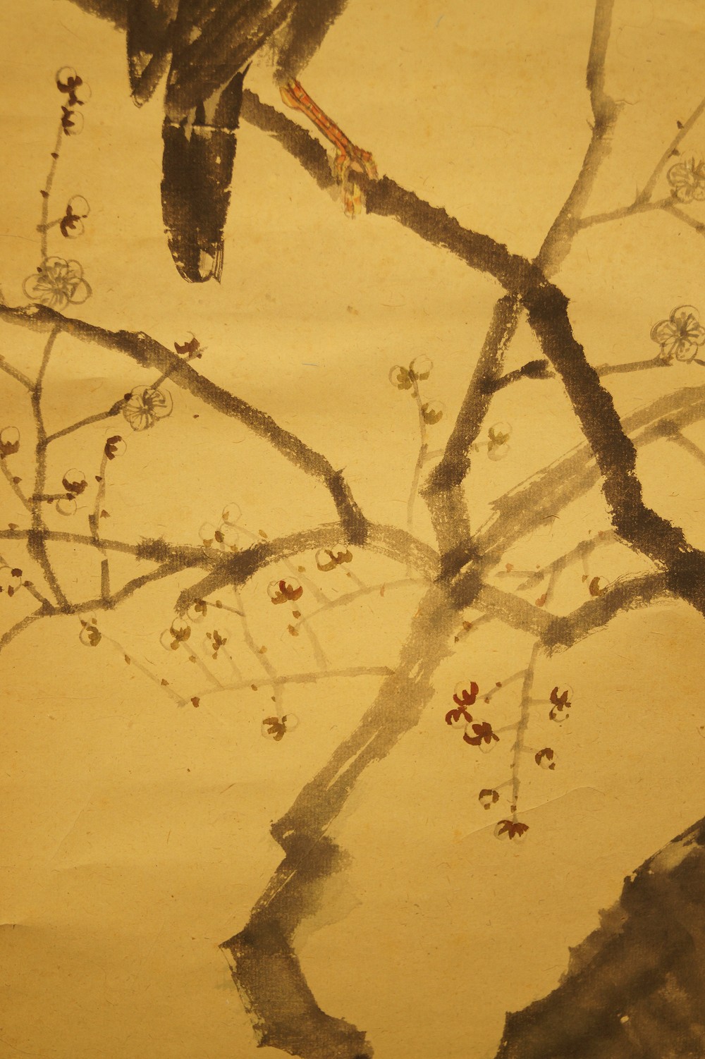 Kraehe auf einem Zweig Vogel Nahaufnahme 2