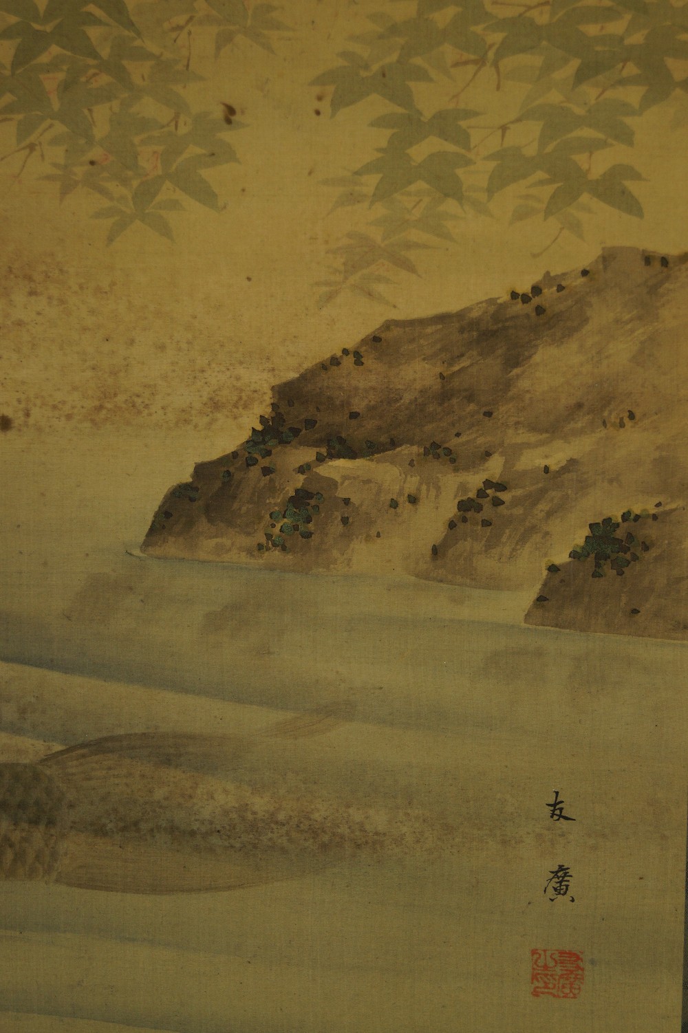 Karpfen im Wasser Landschaft Nahaufnahme