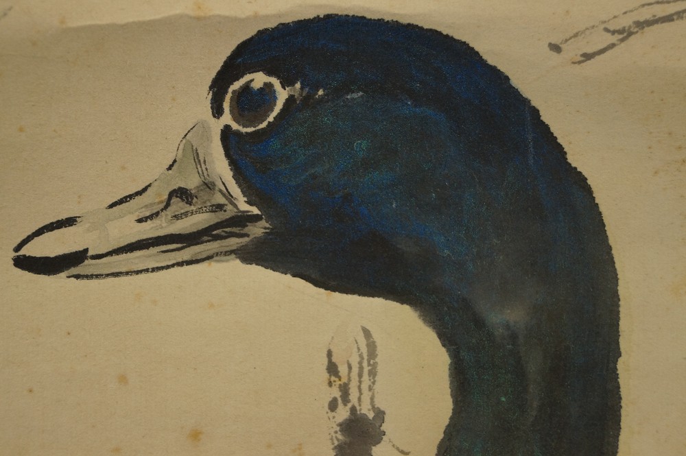 Zwei Enten im Gras Rollbild Enten-Motiv Nahaufnahme 4