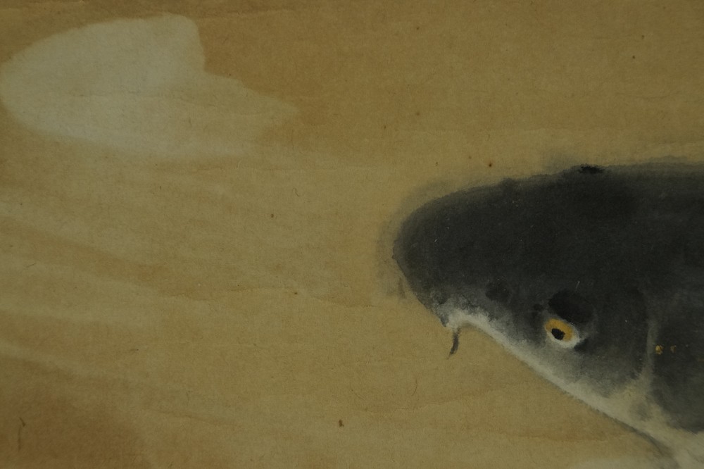 Extreme Nahaufnahme des Kopfes vom dunklen Koi