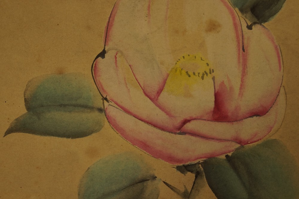 Shikishi Rose Bluete Nahaufnahme 1