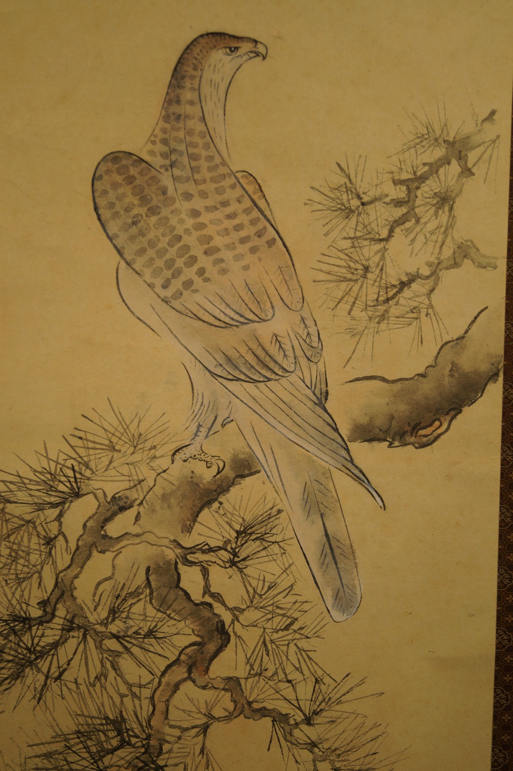 Faucon avec plumage et serres gros plan du motif du faucon 2