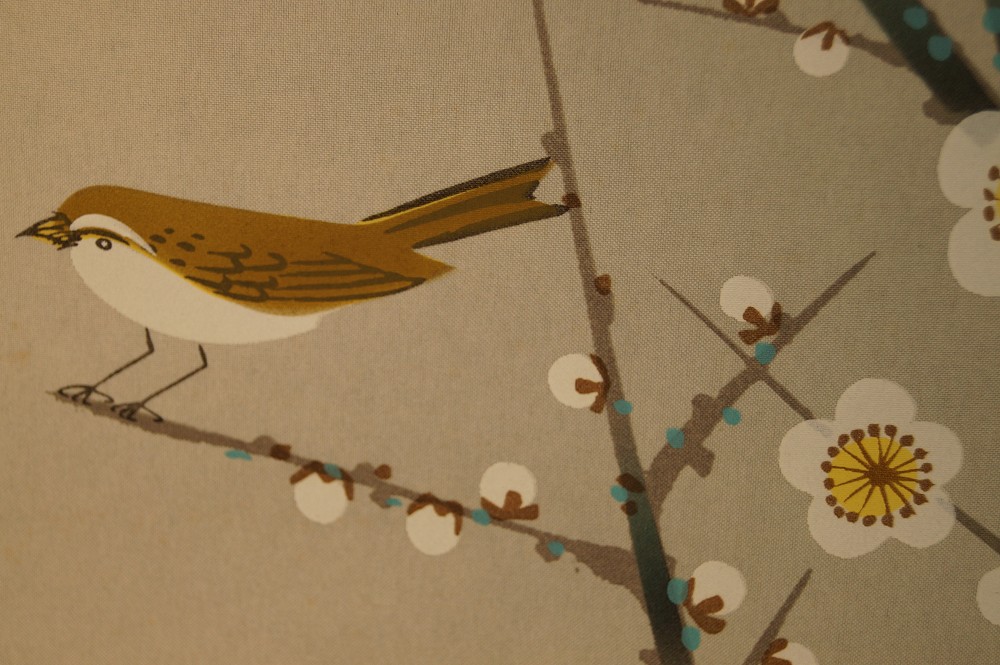 Nachtigall am Sakura Zweig Nachtigall Nahaufnahme 2