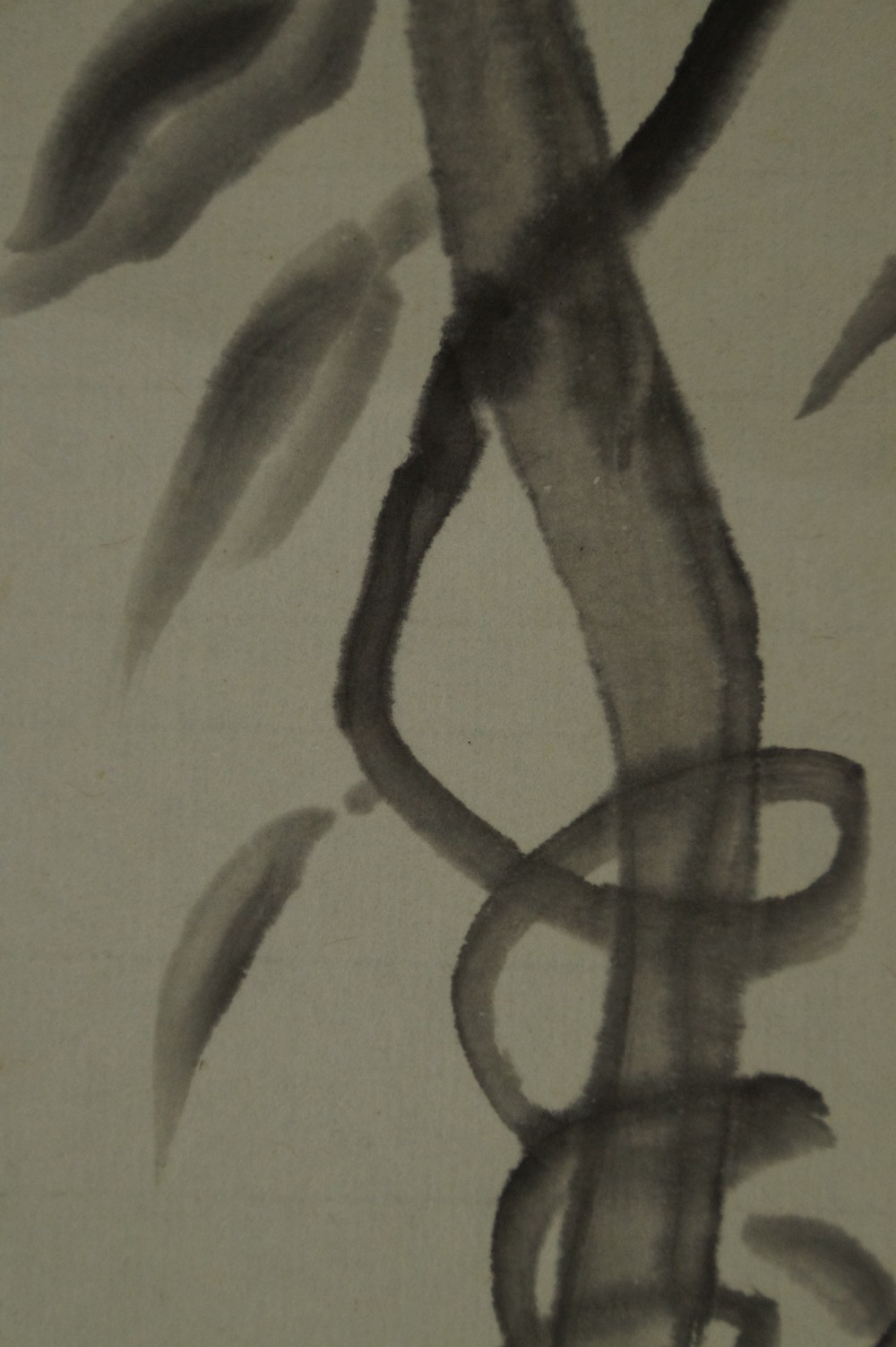Additional close-up of the winding vine plant with leaves