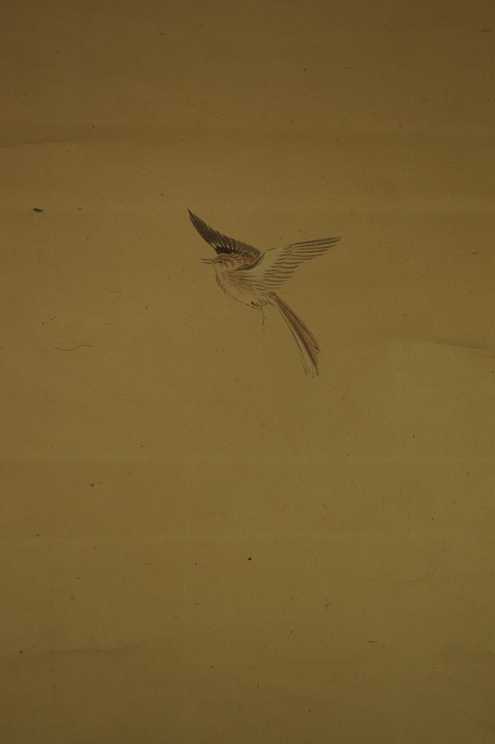 Close-up of the single flying bird against an empty background