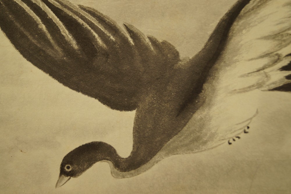 Wilde Gaense Wildgaense Nahaufnahme 1
