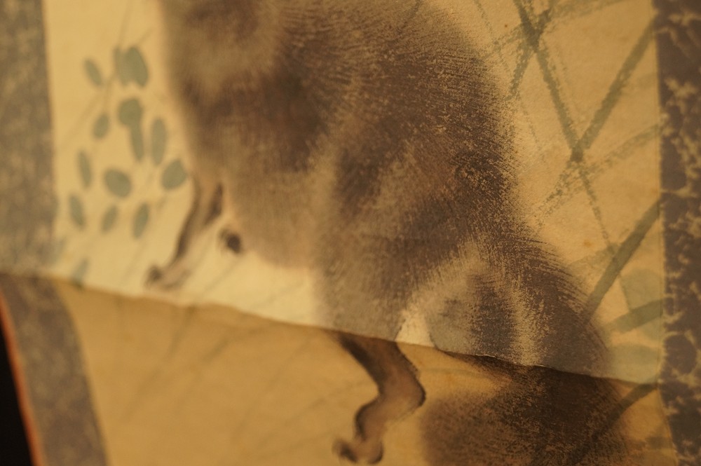 Mapache mapache primer plano 3