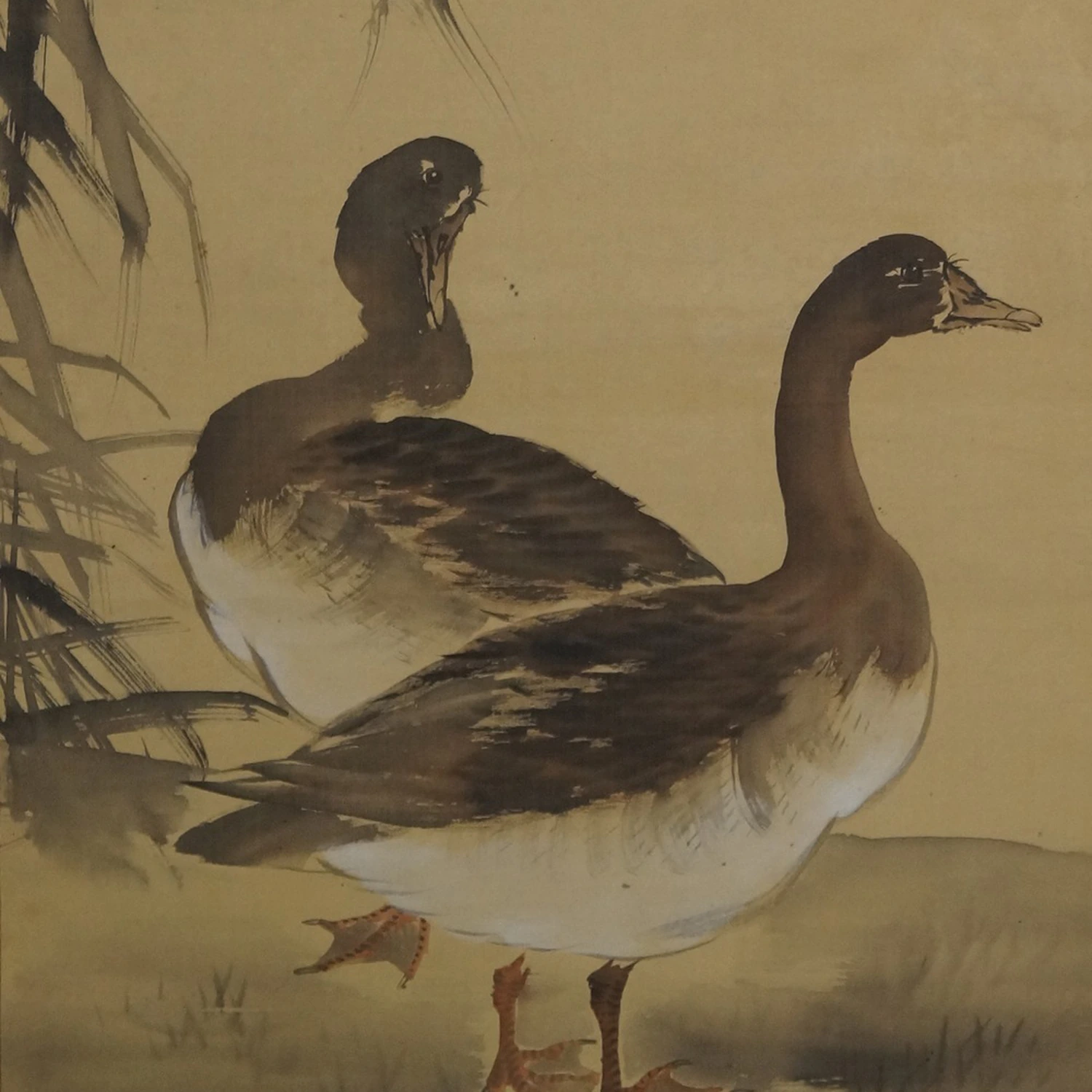 Zwei Enten Motiv Nahaufnahme Vorschau