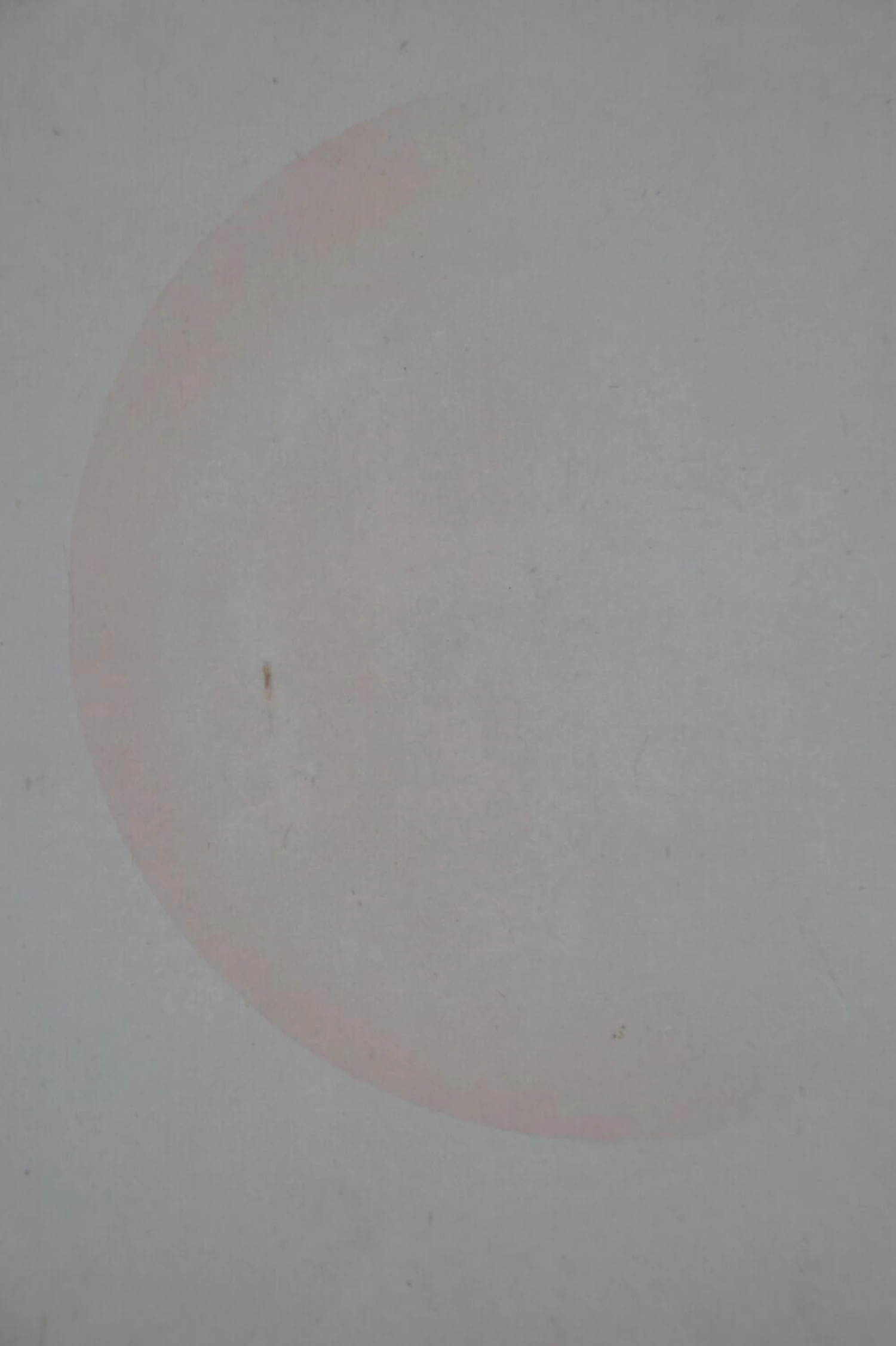 Vista detallada del delicado sol rosado de Año Nuevo en el rollo colgante Cachorro bajo un pino al sol de Año Nuevo
