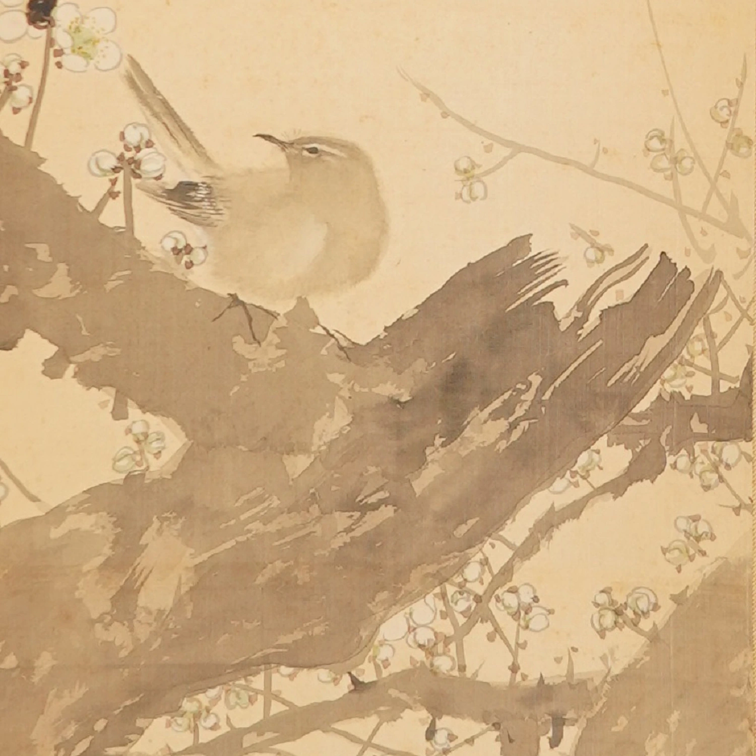 Weitere Nahaufnahme des Singvogels zwischen den Pflaumenblueten im Kakemono Singvogel auf bluehendem Pflaumenbaum