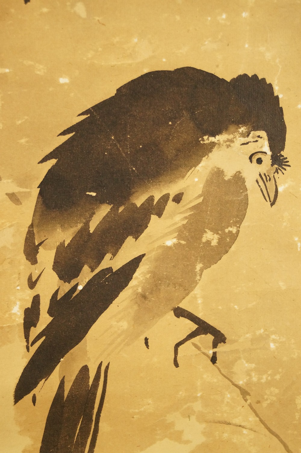 Vogel auf einer Kiefer Tanaka Koga Vogel Motiv Nahaufnahme