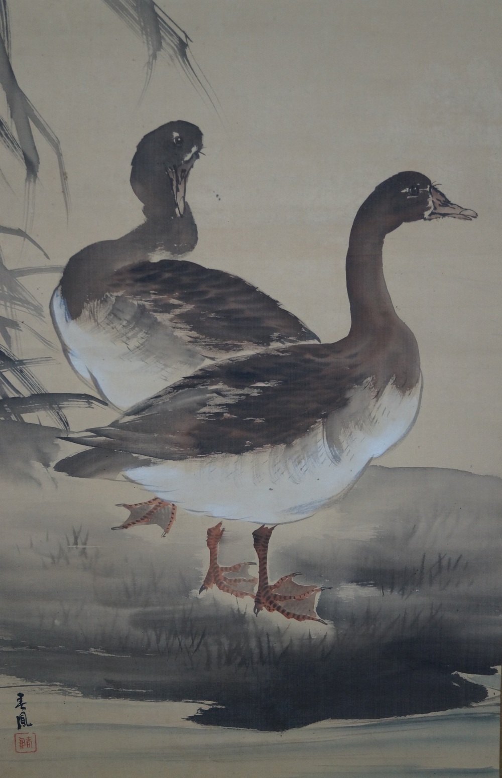 Zwei Enten Rollbild Enten-Motiv Nahaufnahme