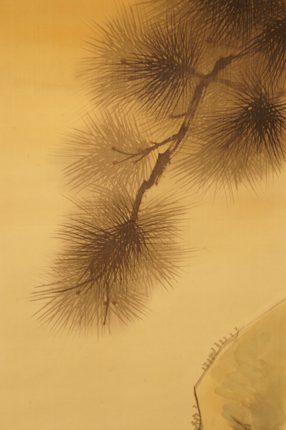 Spatzen an der Klippe Kiefer Motiv Nahaufnahme