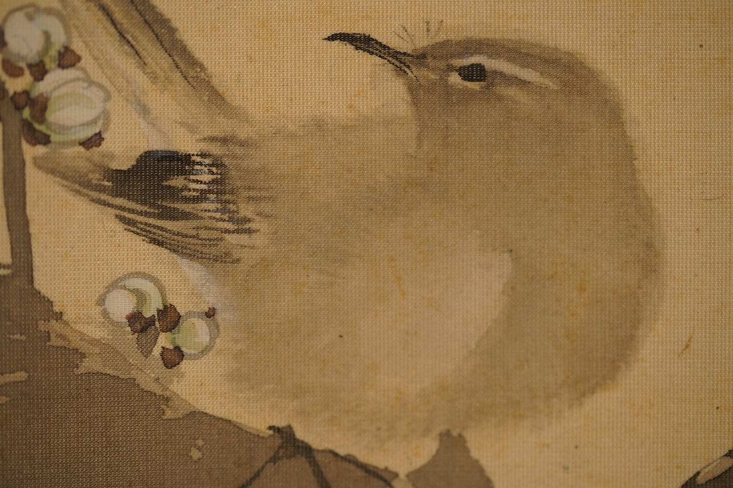 Extreme Nahaufnahme des Kopfes und Auges des Singvogels im Kakemono Singvogel auf bluehendem Pflaumenbaum
