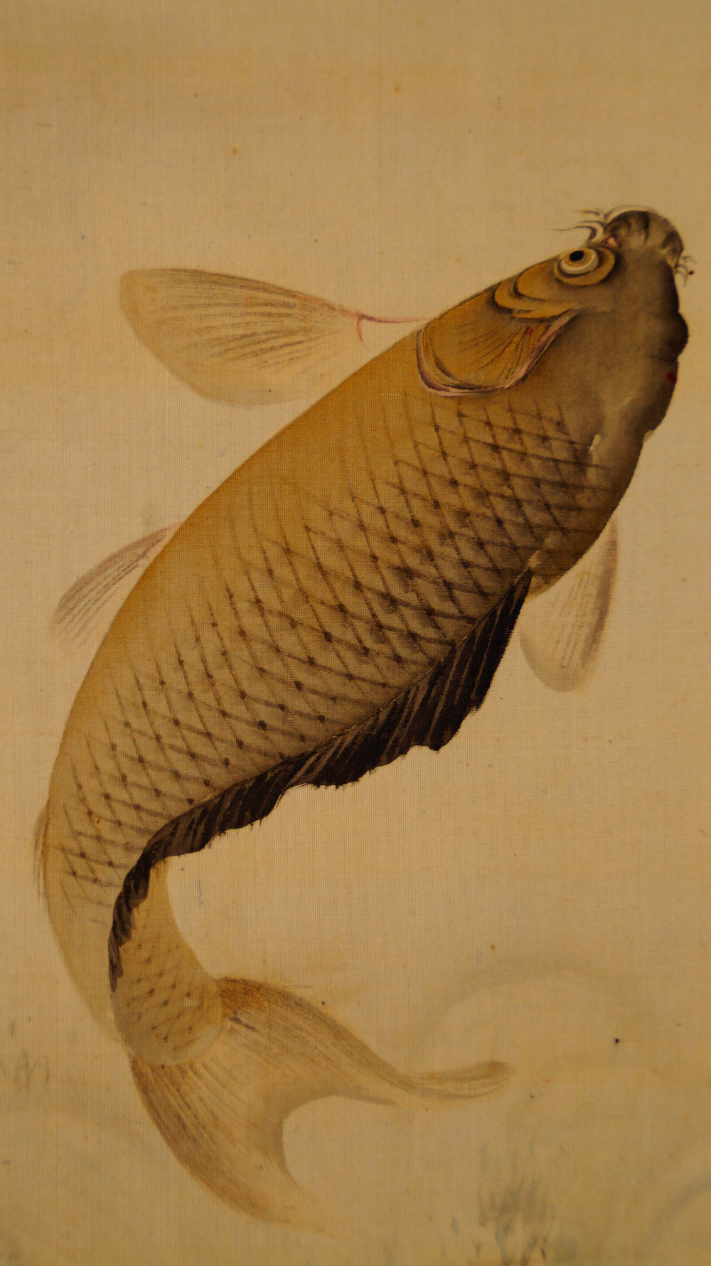 Extreme Nahaufnahme des Karpfenkopfes mit den charakteristischen Barteln im Kakemono Karpfen unter dem Wasserfall von Takekawa Tomohiro