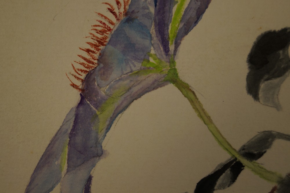 Shikishi Blume Bluete Nahaufnahme