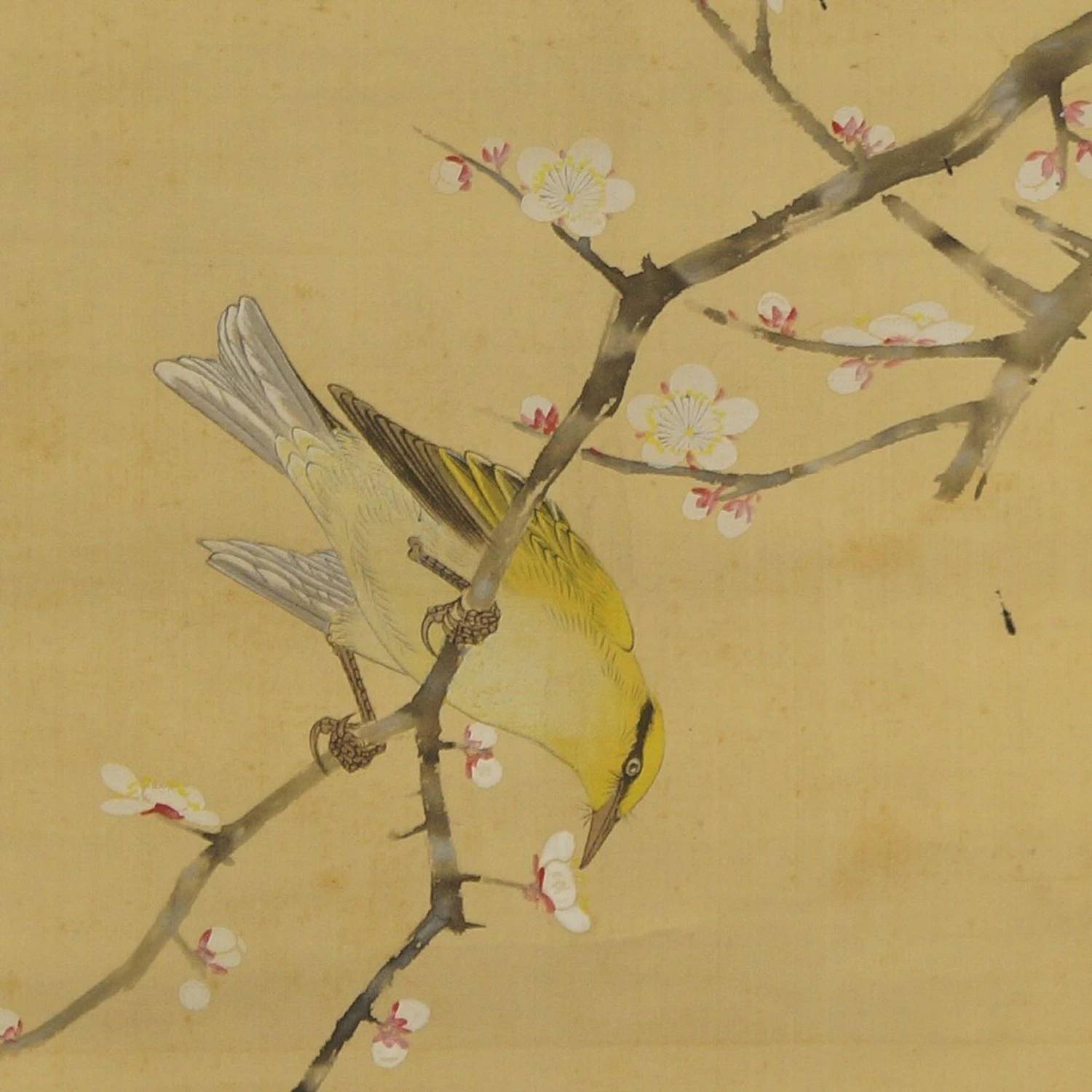 Vogel und Pflaumenblueten von Hiroshi Matsuda Motiv Nahaufnahme Vorschau