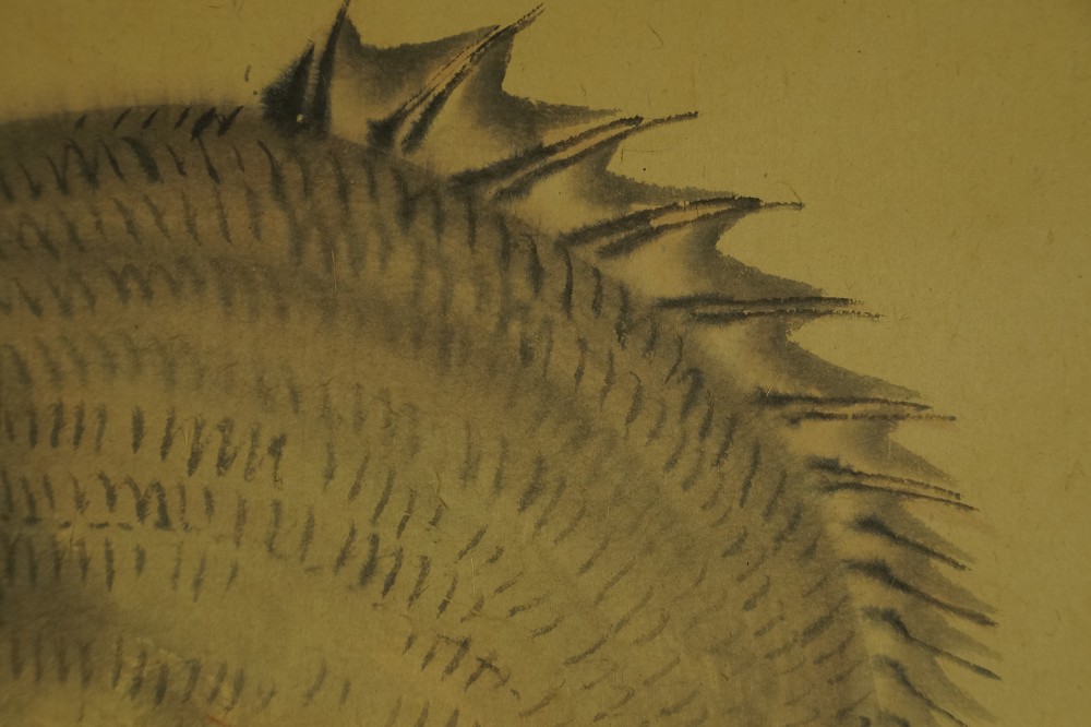 Goldbrasse von Ichigaku Hatano Fisch Motiv Nahaufnahme 1