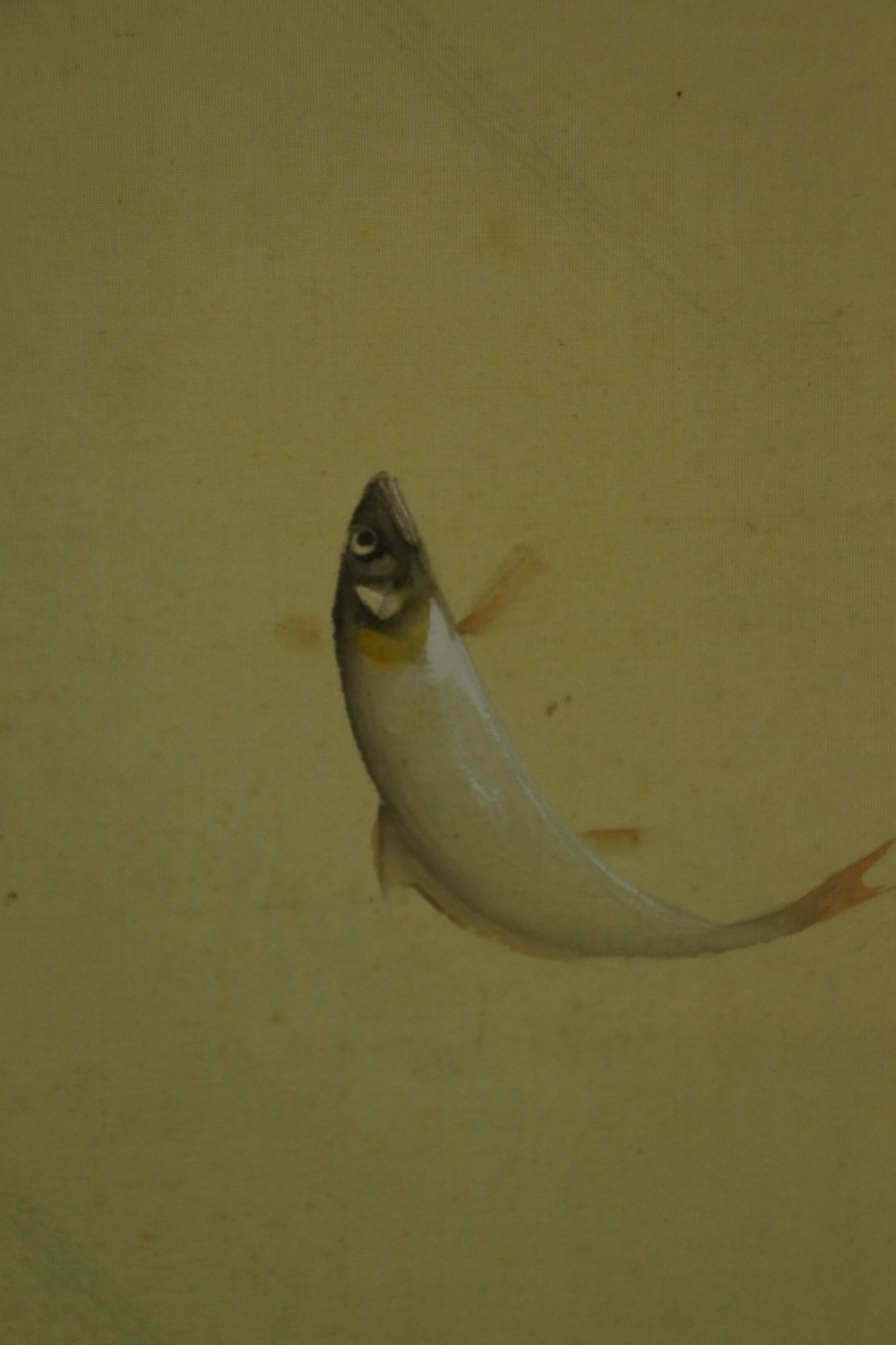 Springender Fisch am Wasserfall von Taizan Tatewaki Fisch Motiv Nahaufnahme 2