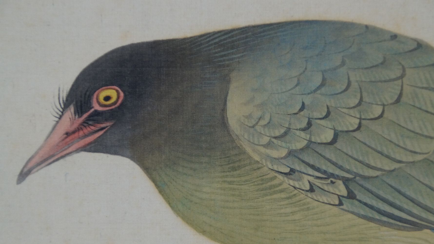 Gros plan extrême de la tête de l'oiseau avec bec rouge et plumes noires en forme de cils dans le kakemono oiseau sur arbre fruitier