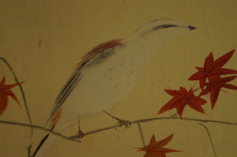 Vogel auf einem Ahornzweig Vogel Motiv Nahaufnahme 1