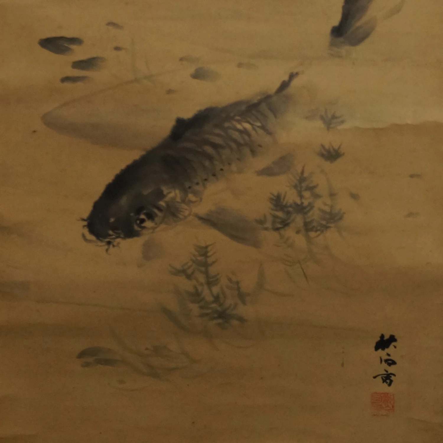 Koi im Wasser Motiv Nahaufnahme Vorschau